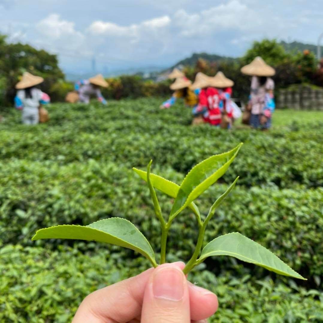 美加茶園