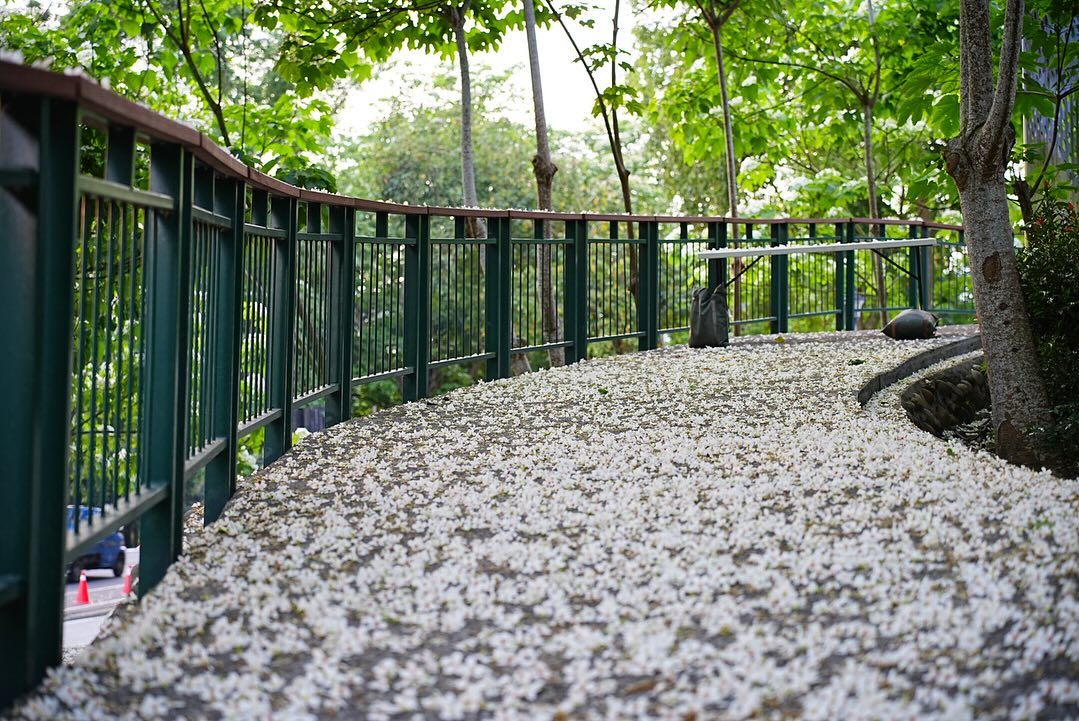 荷苞山桐花公園