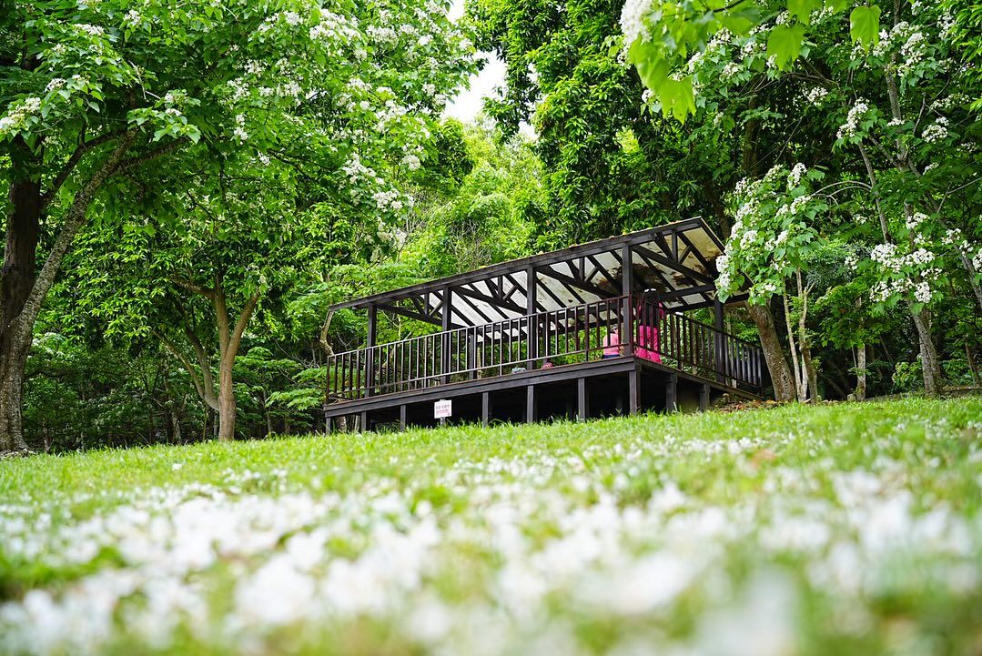 荷苞山桐花公園