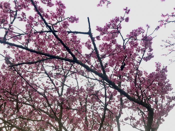 陽明山平菁街42巷