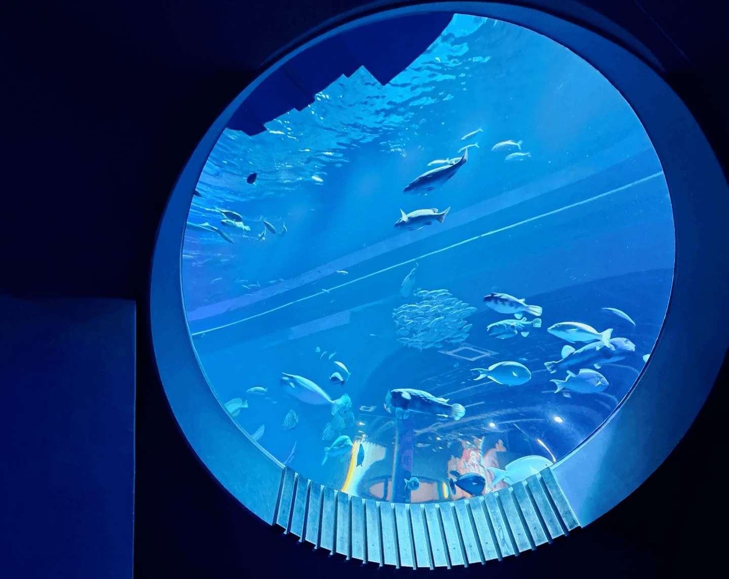 DMM Kariyushi水族館.jpg