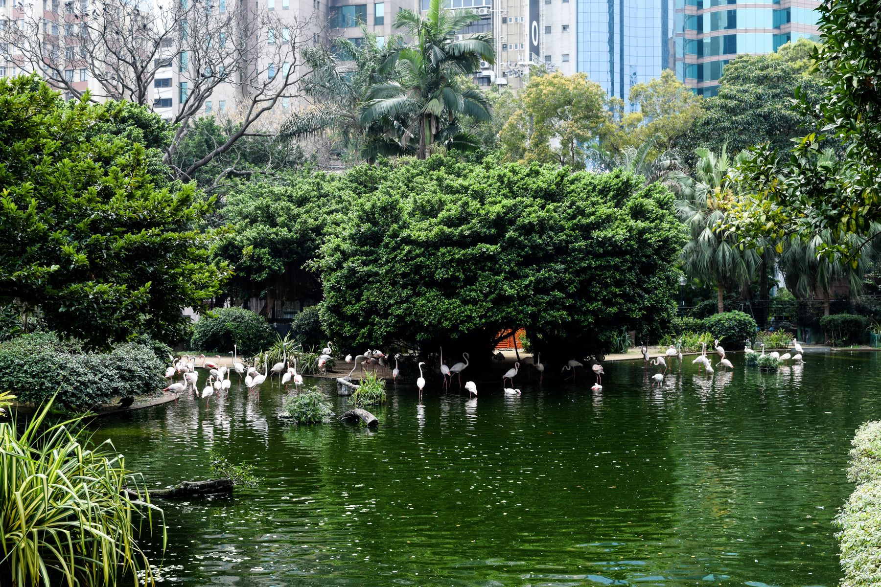 九龍公園.jpeg