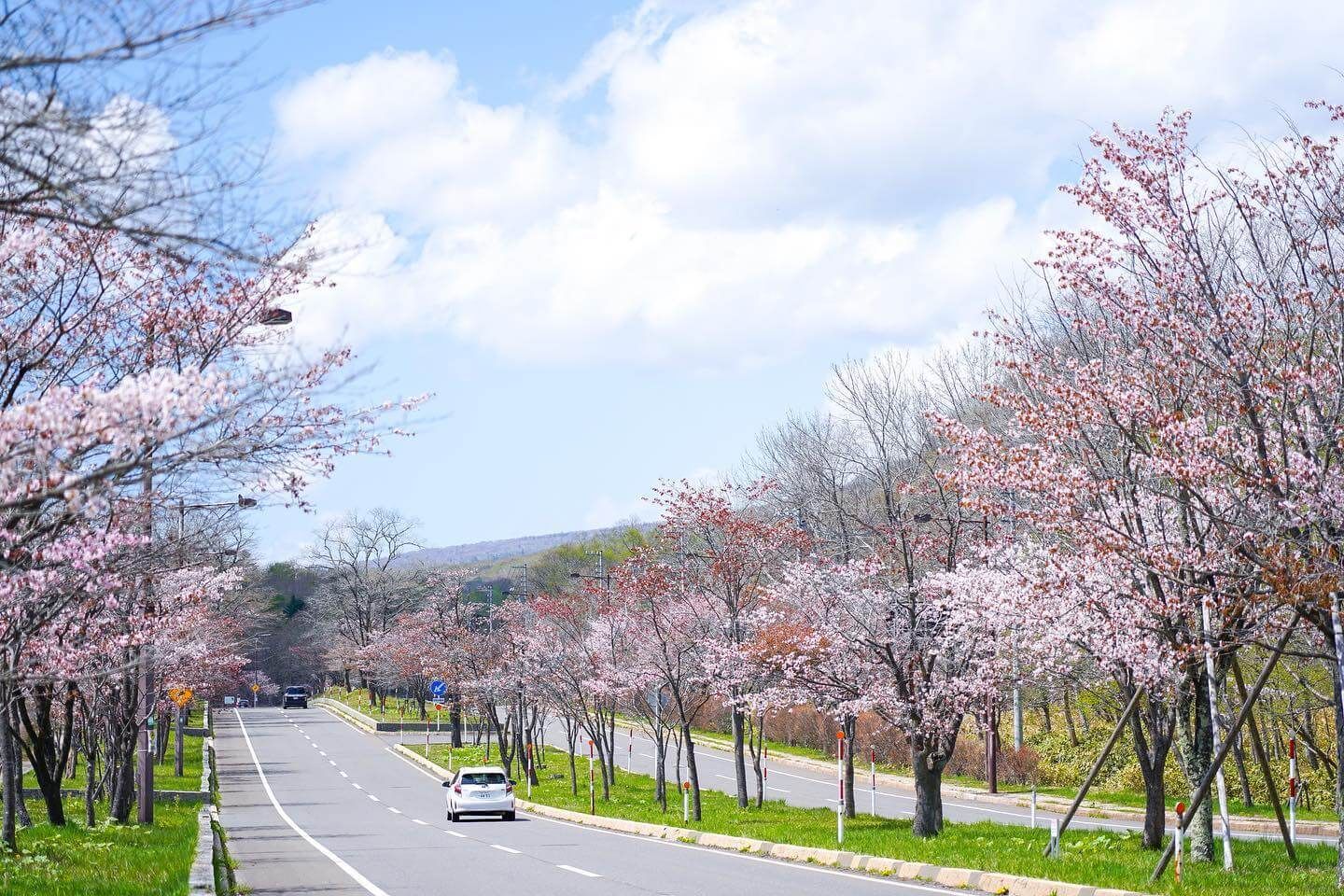 登別櫻花大道