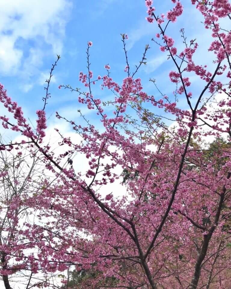 高雄寶山二集團櫻花公園