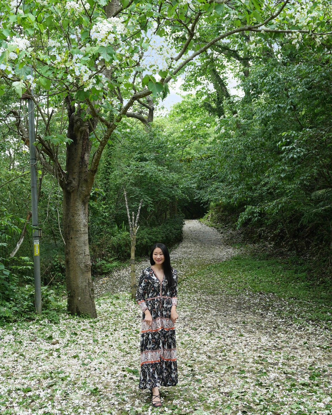 神棹山桐花步道