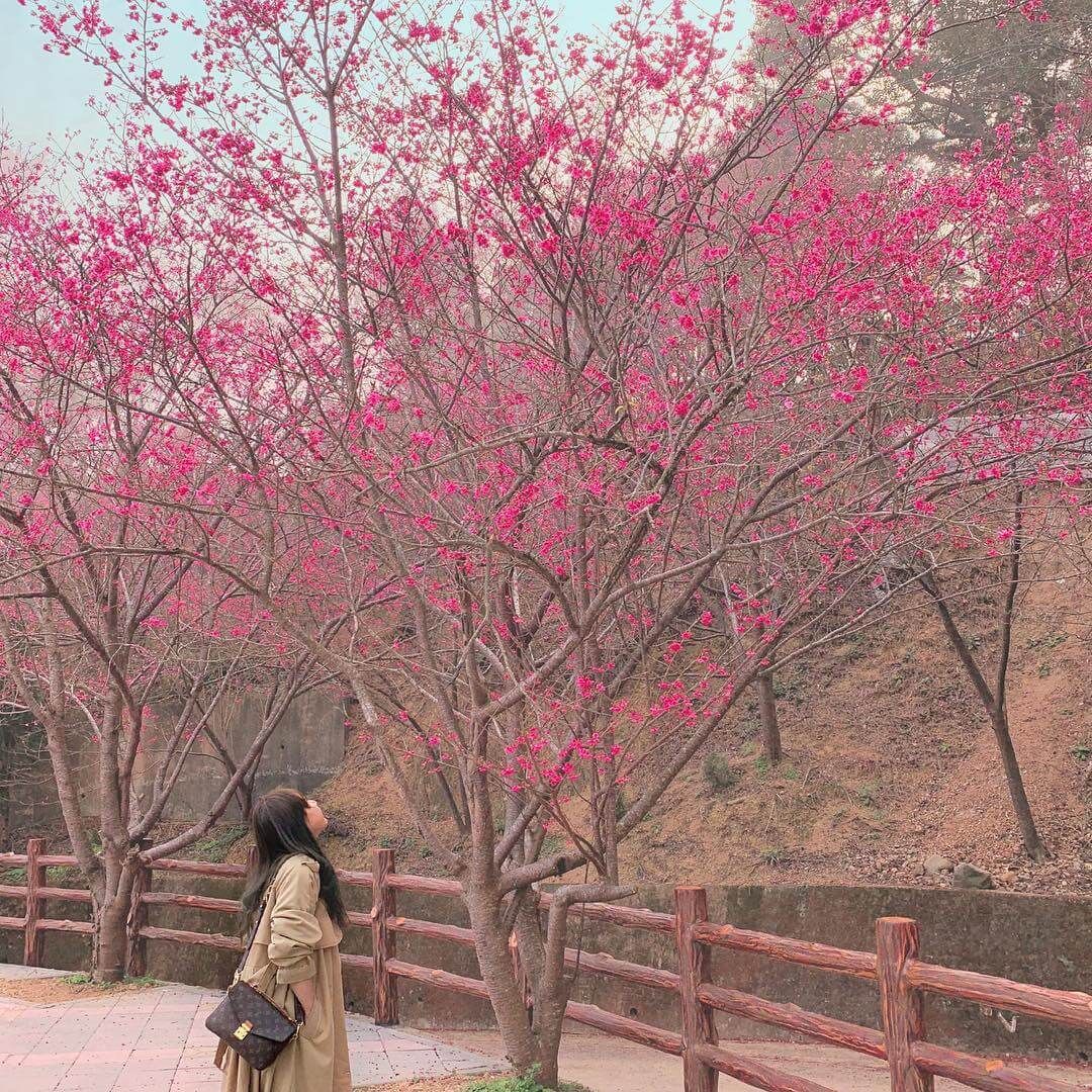 苗栗協雲宮賞櫻