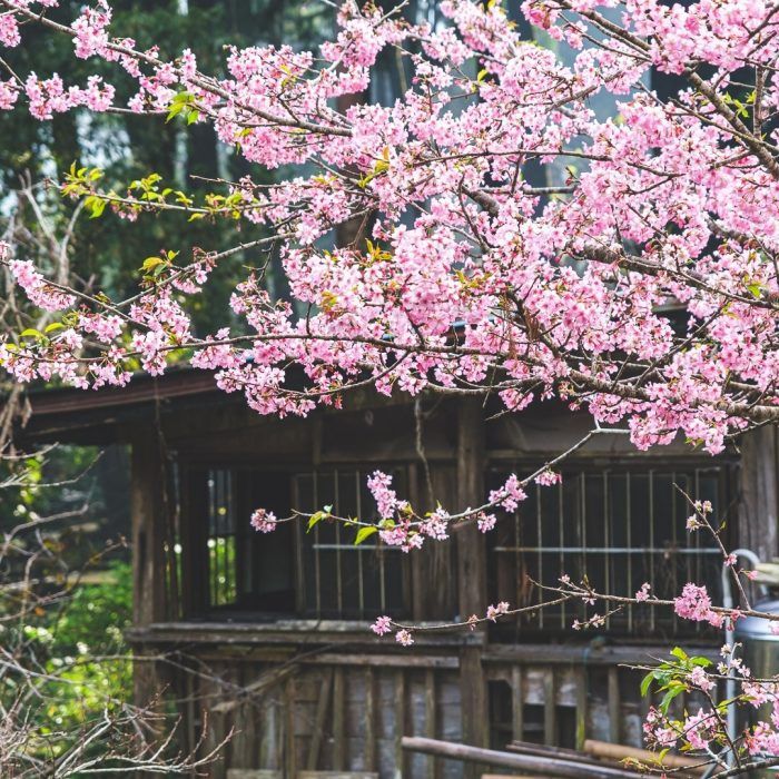 春日賞櫻、夏日賞螢