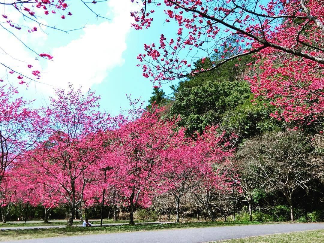 南投奧萬大賞櫻