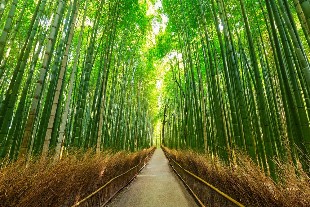 竹林之道