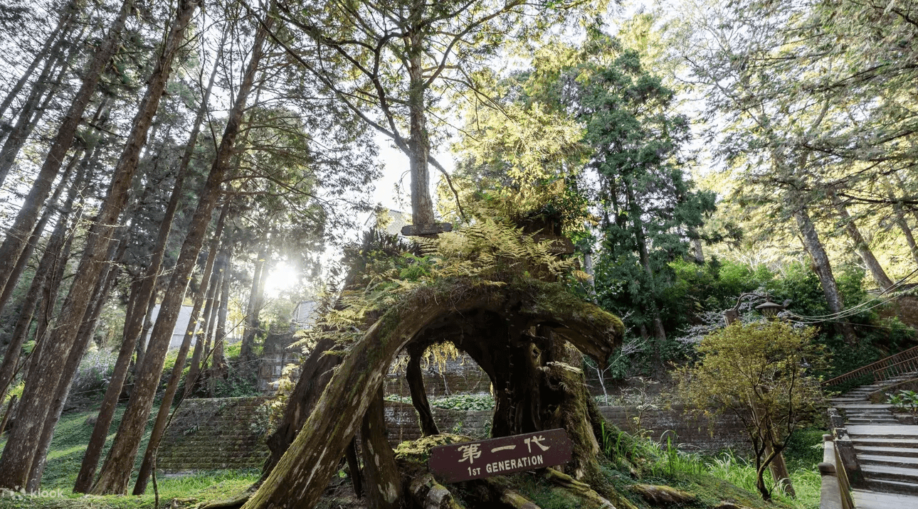 阿里山國家森林遊樂區