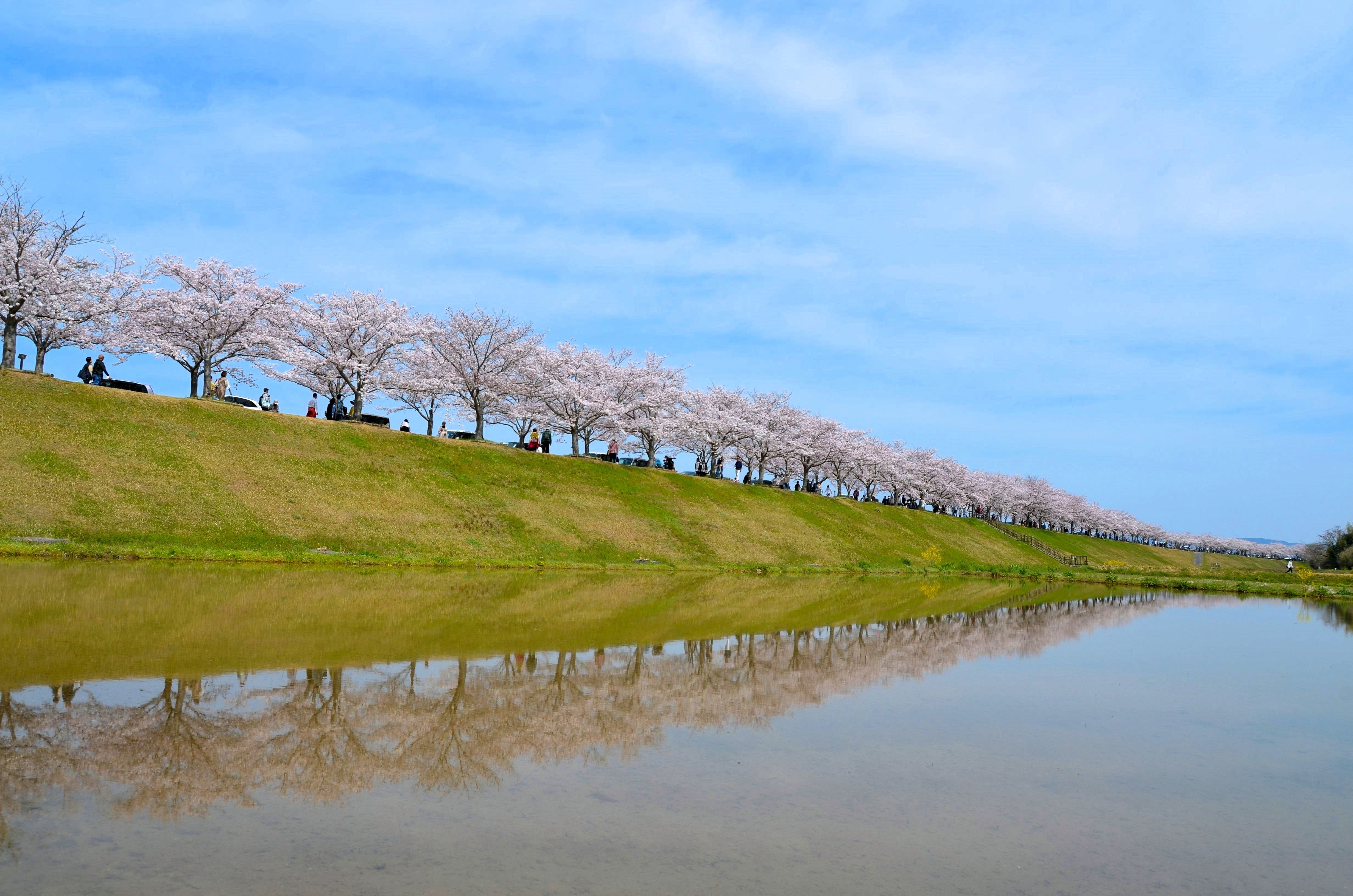 小野櫻花河堤迴廊