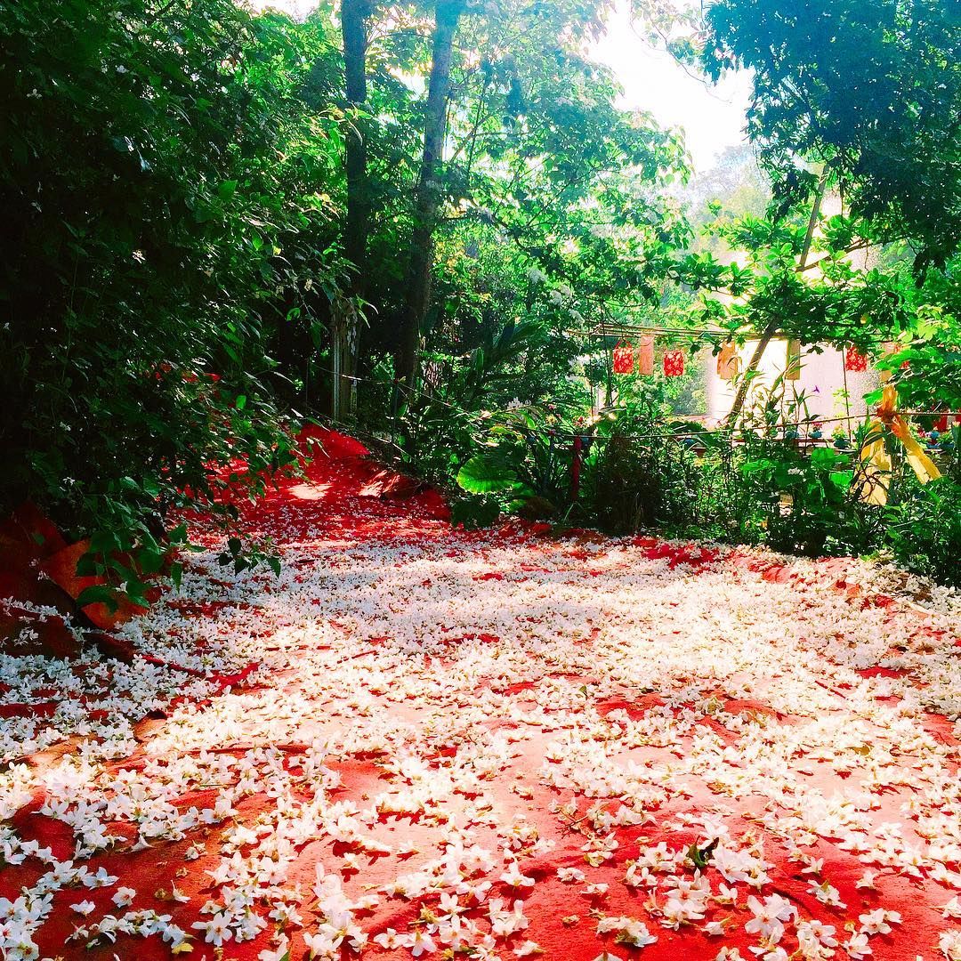 福田賞桐生態園區