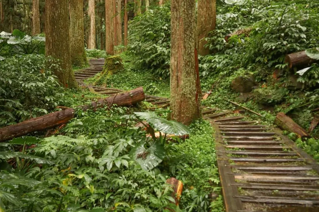 南投鹿谷 溪頭森林遊樂區