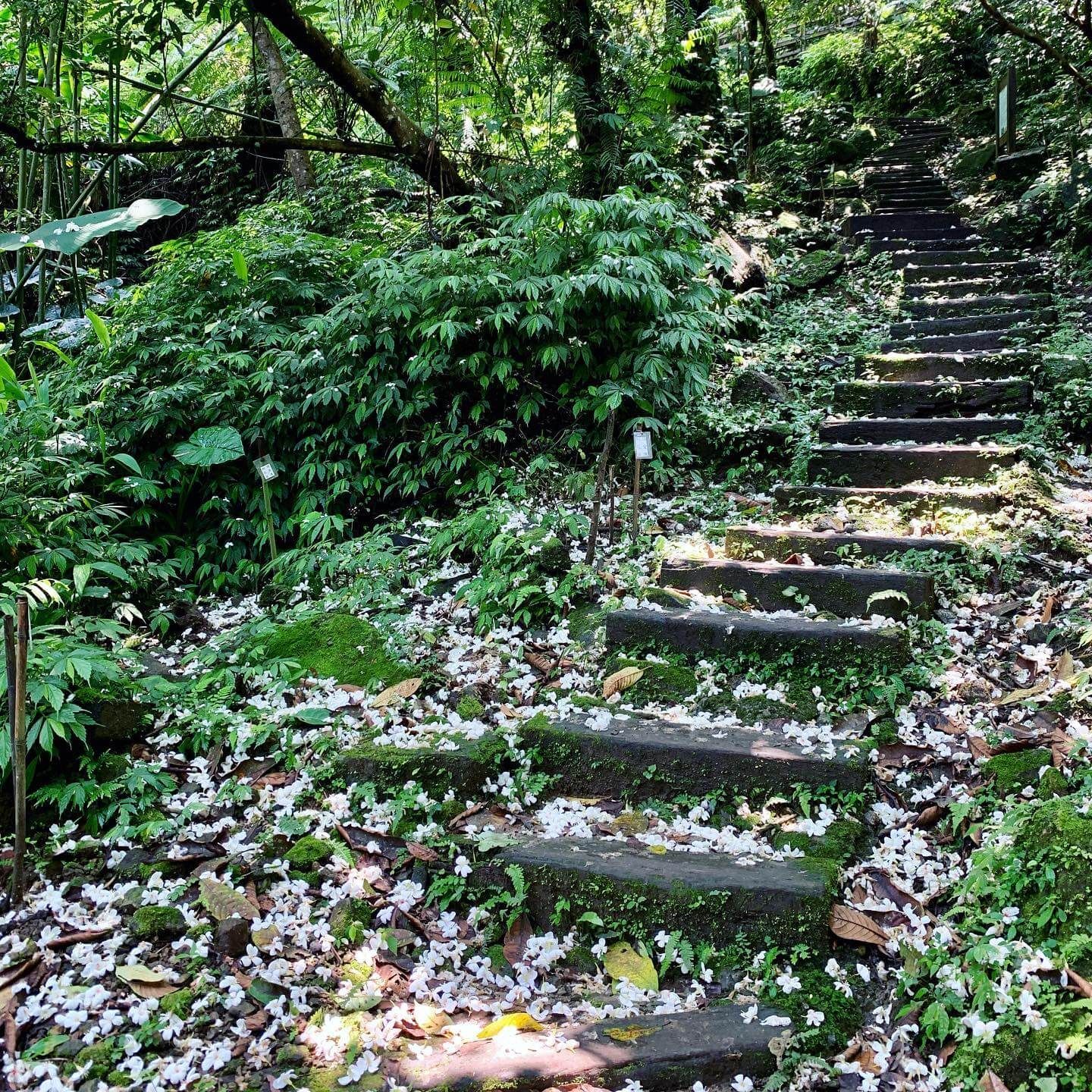 承天禪寺、土城桐花公園