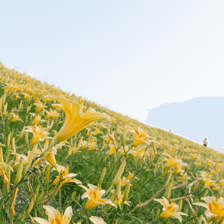 大湖社寮角金針花廊道
