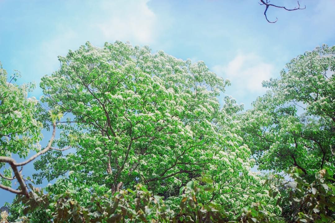 深坑天龍宮、風露嘴桐花步道