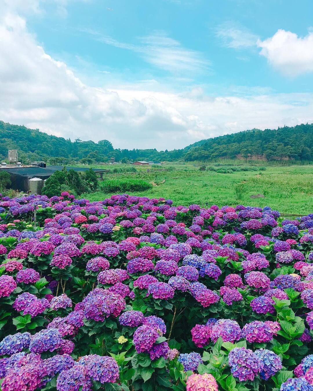 大賞園繡球花田