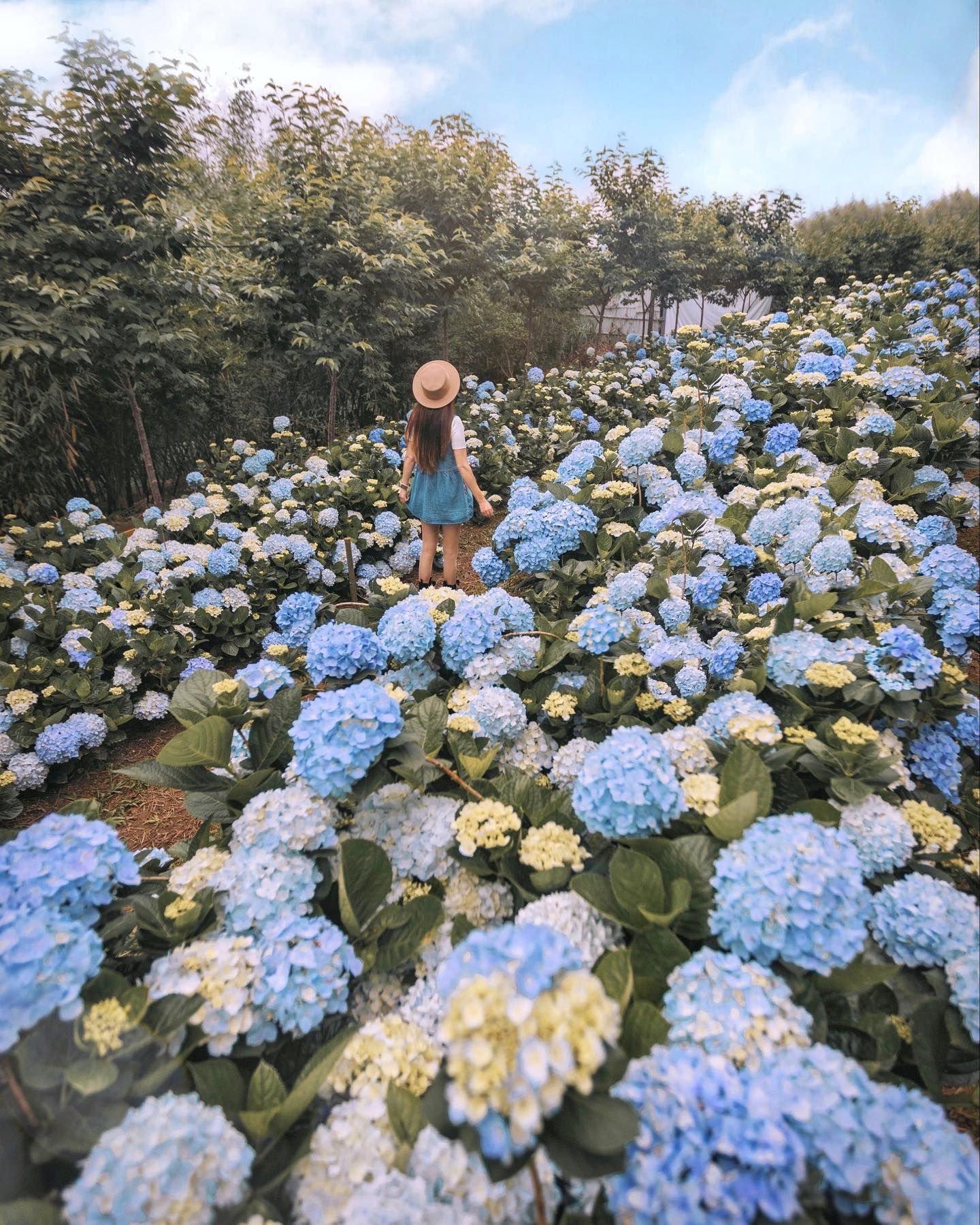 桃園繡球花季-陽光休閒農莊