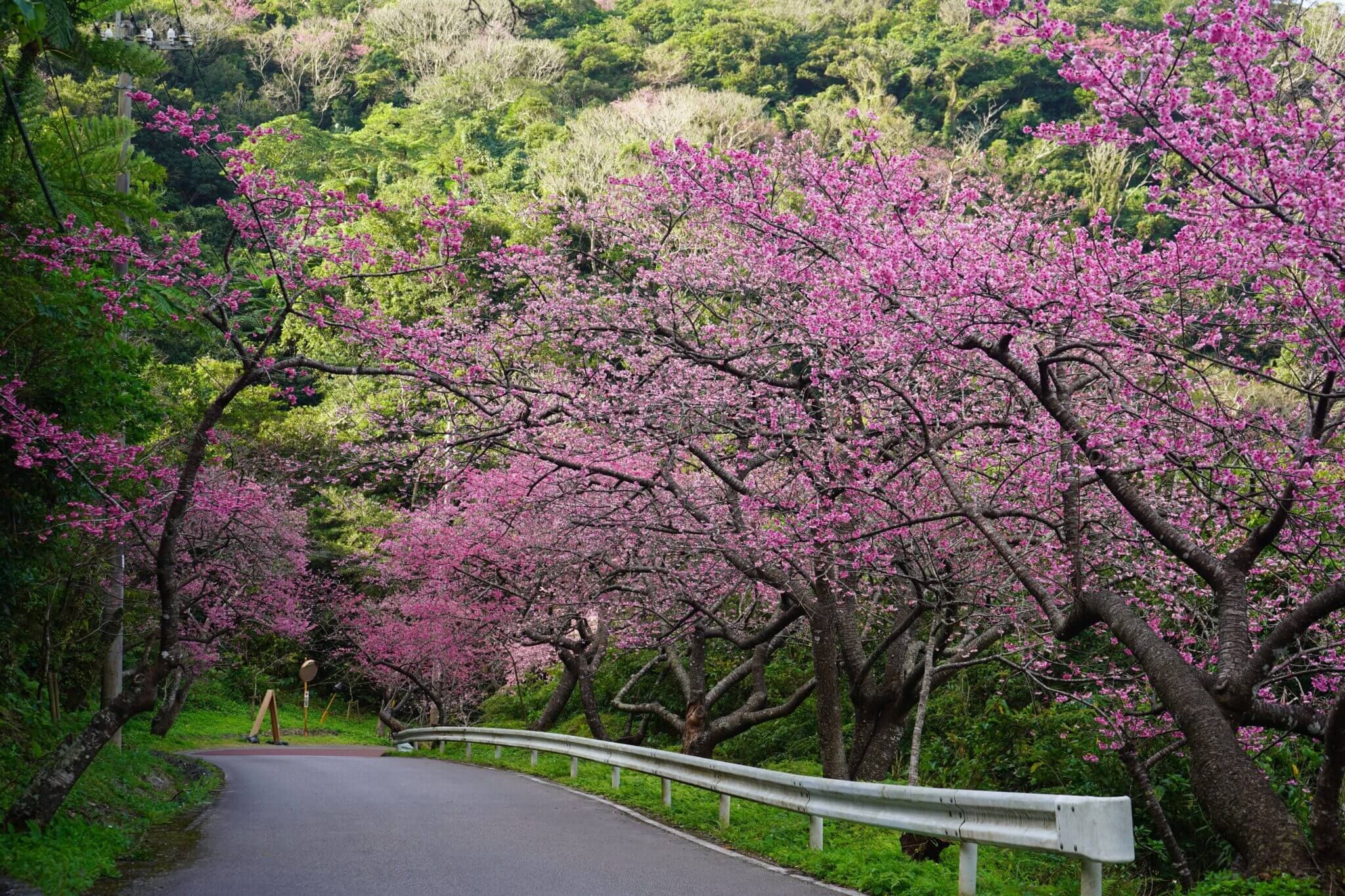 本部八重岳櫻花