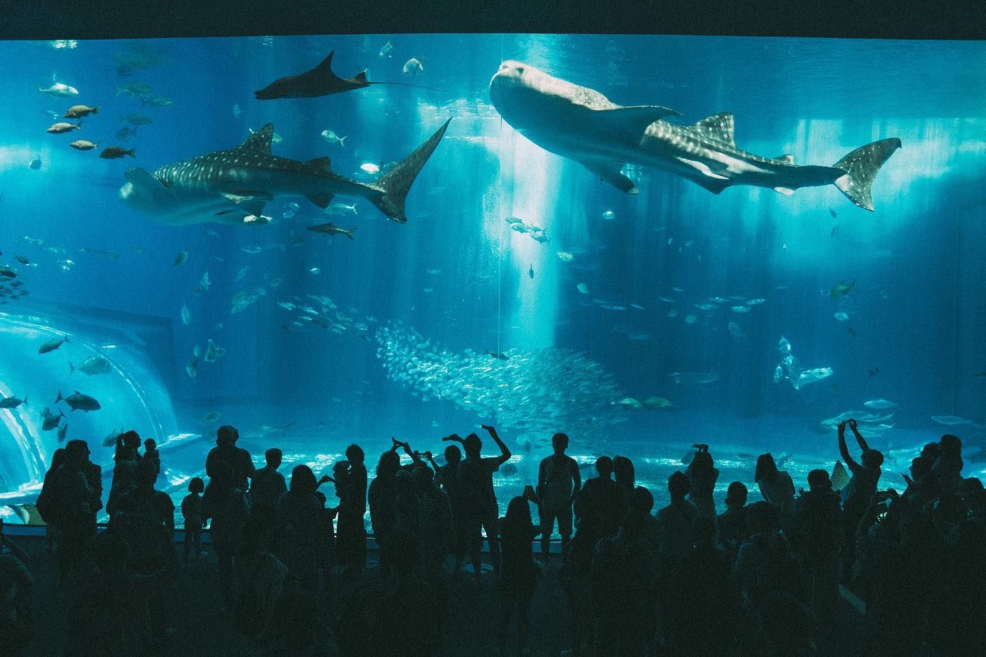 沖繩琉球海炎祭周邊景點—沖繩美麗海水族館