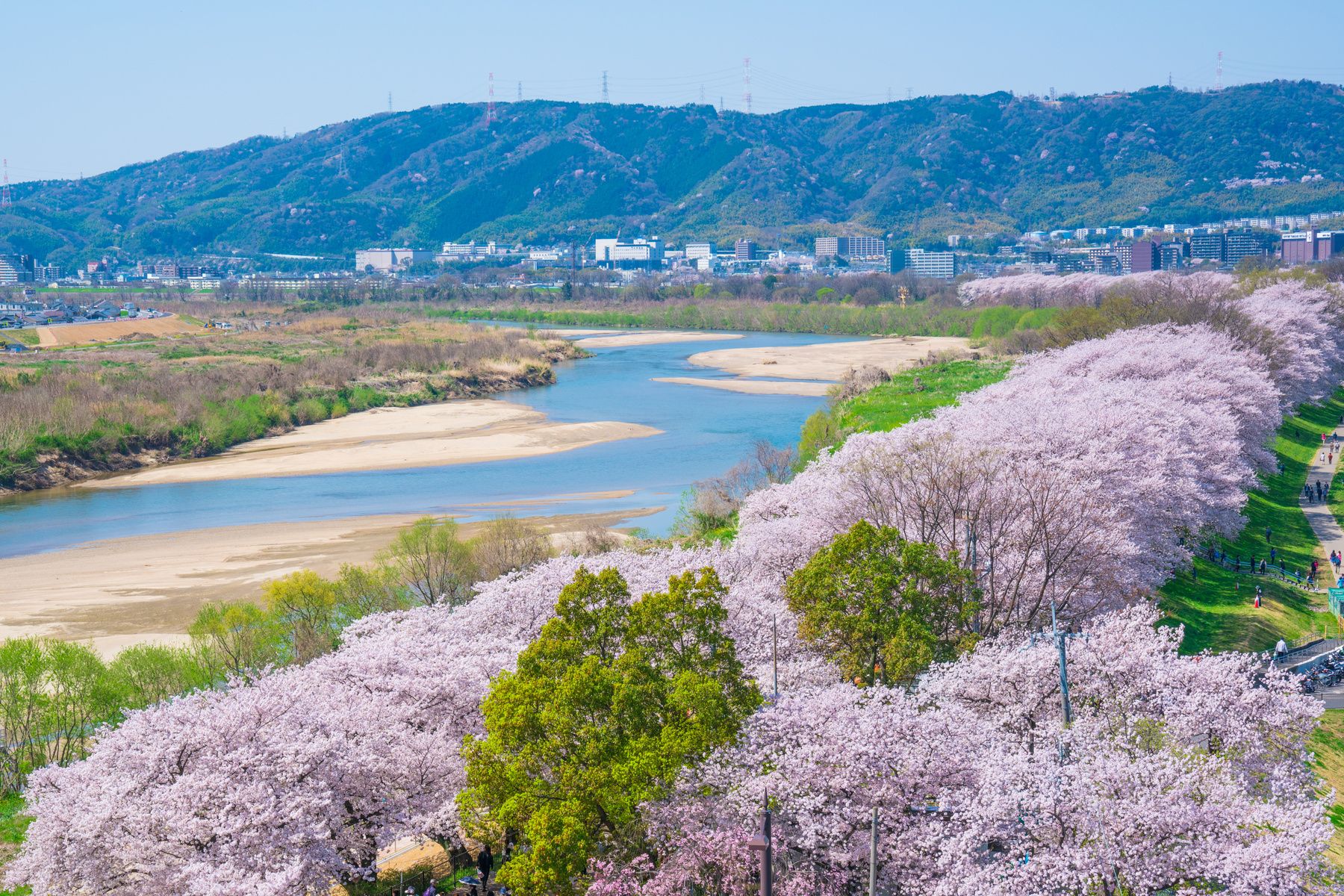 淀川河川公園背割堤