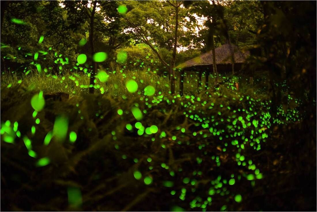 2026日月潭 桃米賞螢季