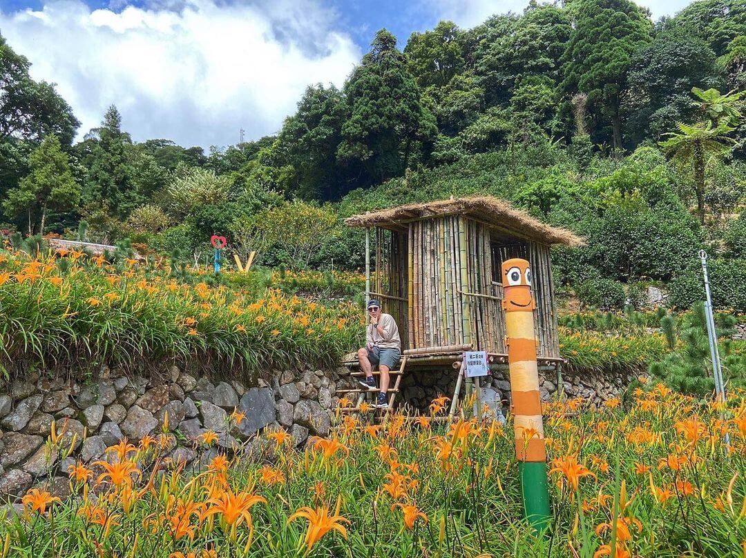 竹子湖故鄉金針花農園