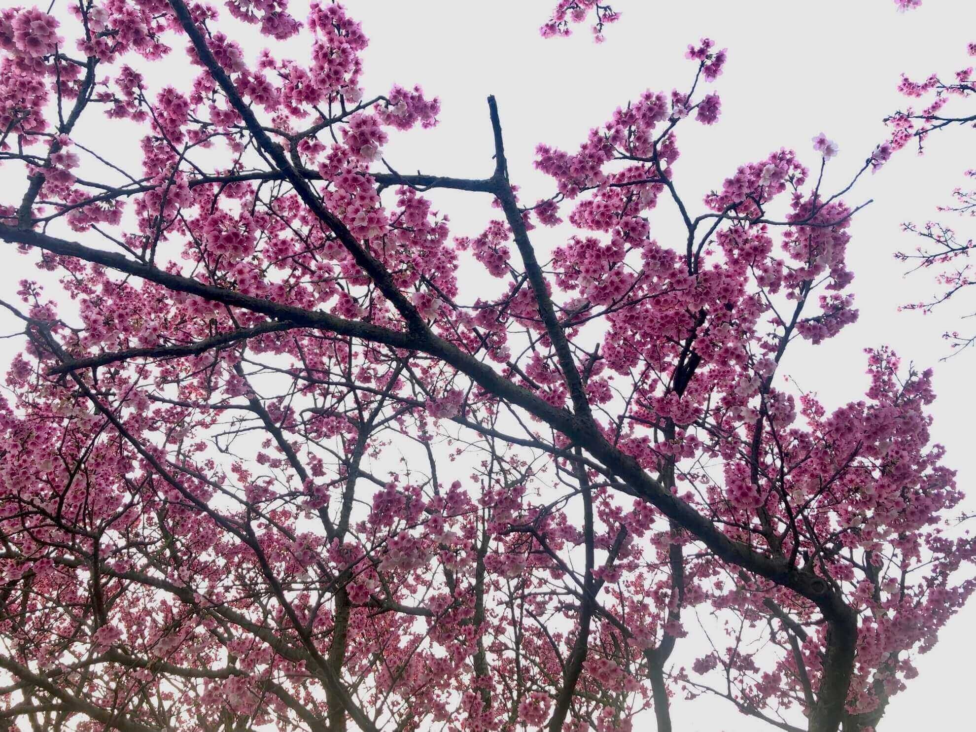 陽明山平菁櫻花巷