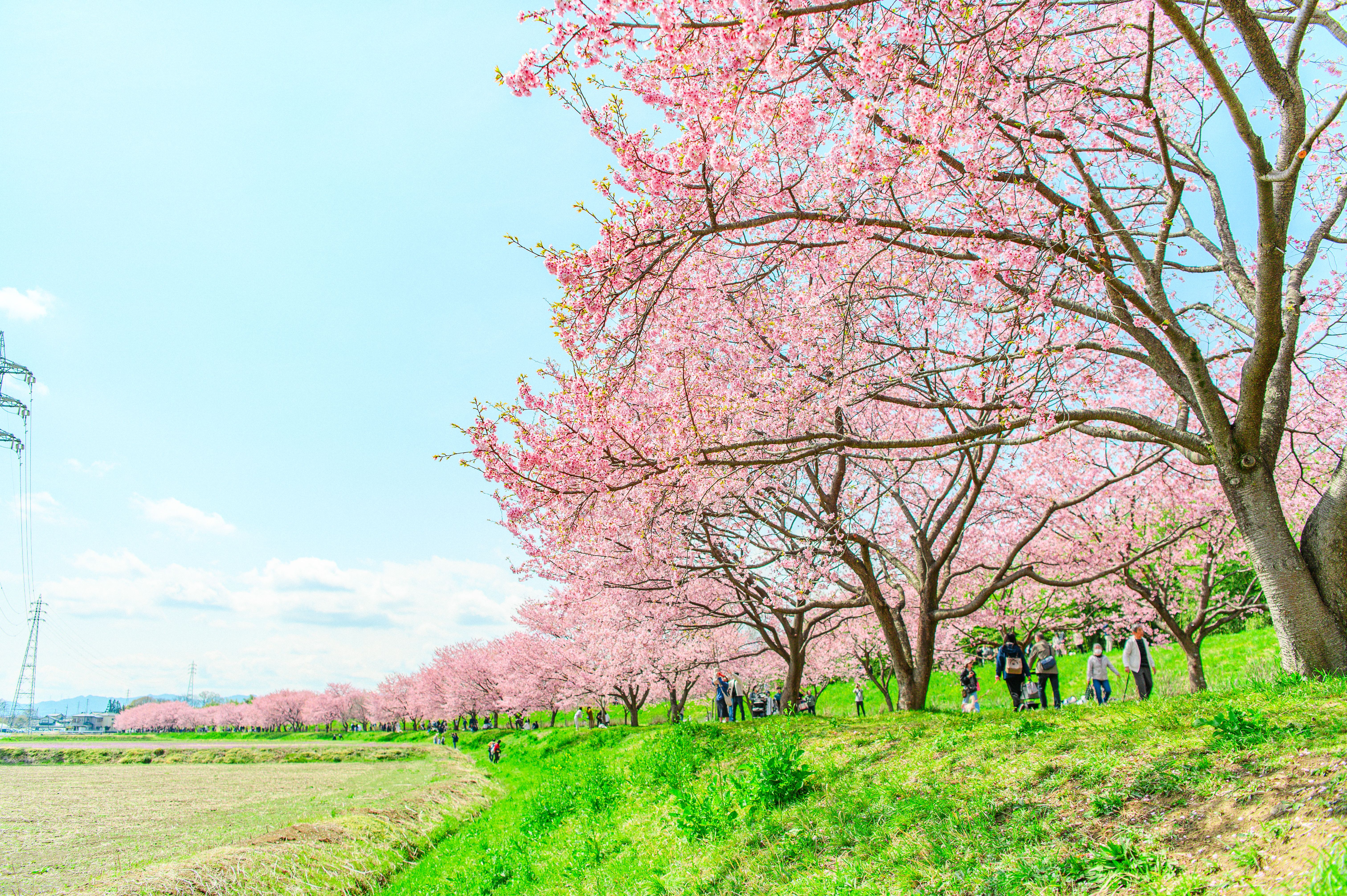 北淺羽櫻堤公園