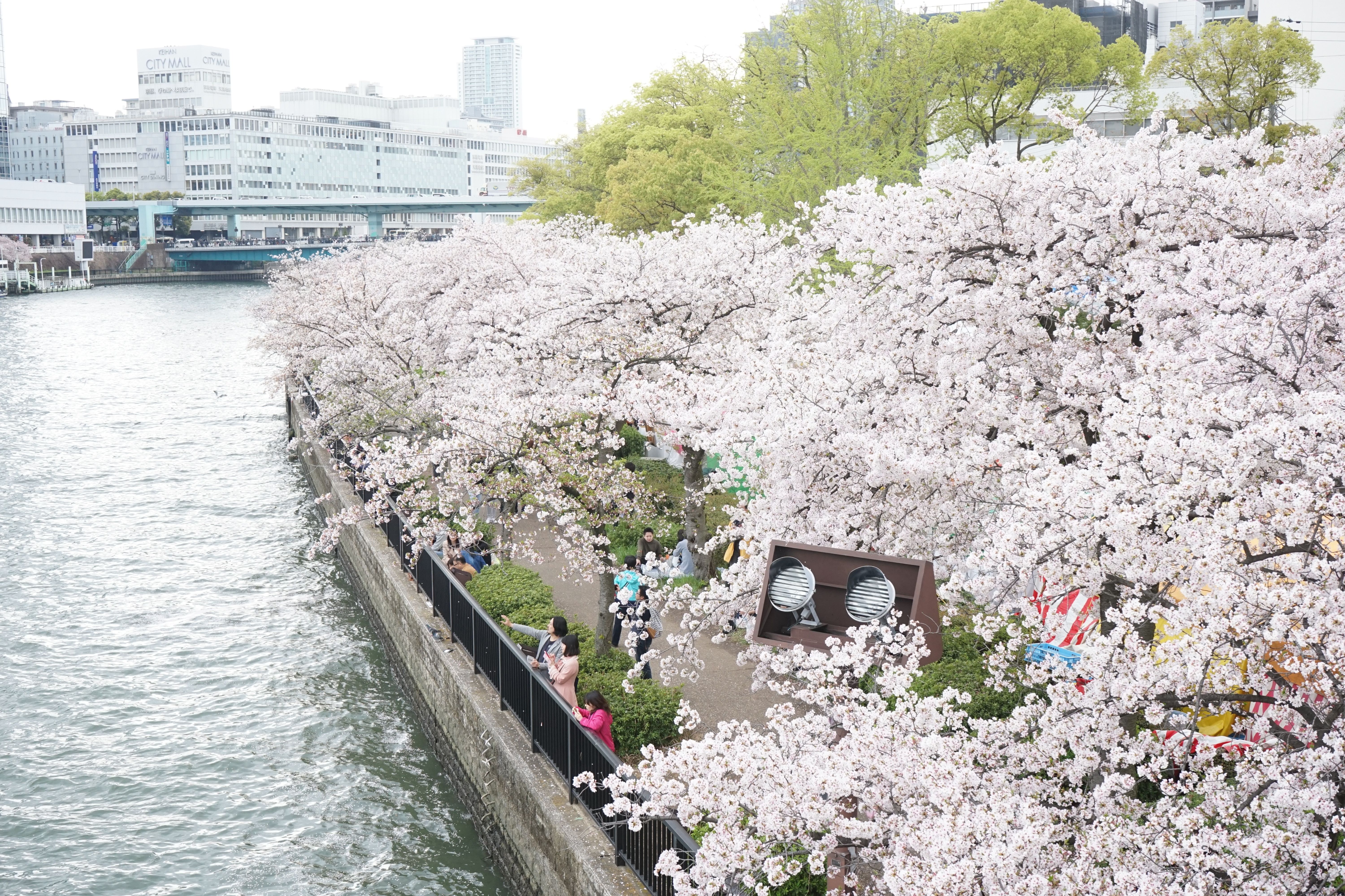 造幣局櫻花大道