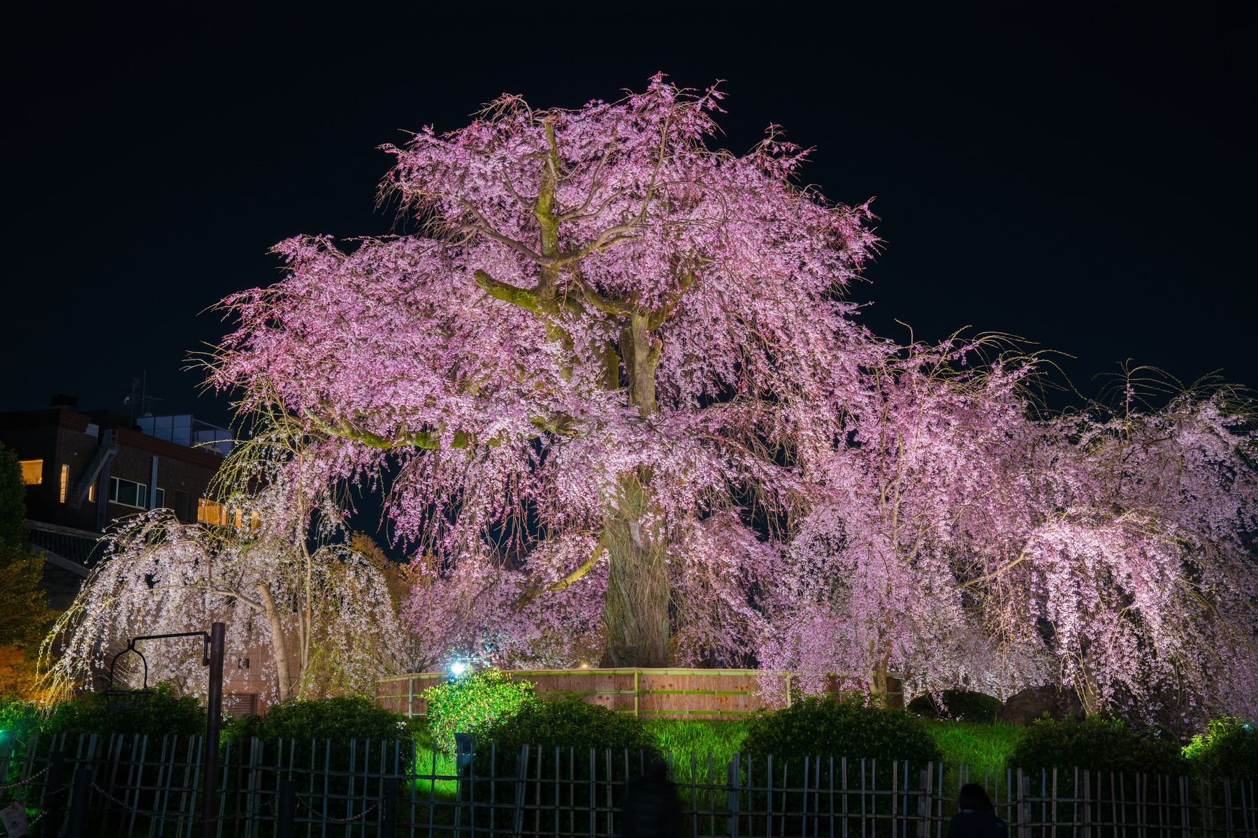 祇園圓山公園（円山公園）