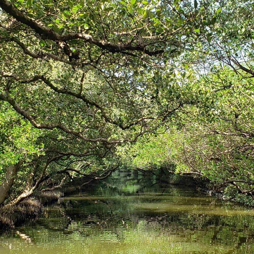 四草紅樹林綠色隧道