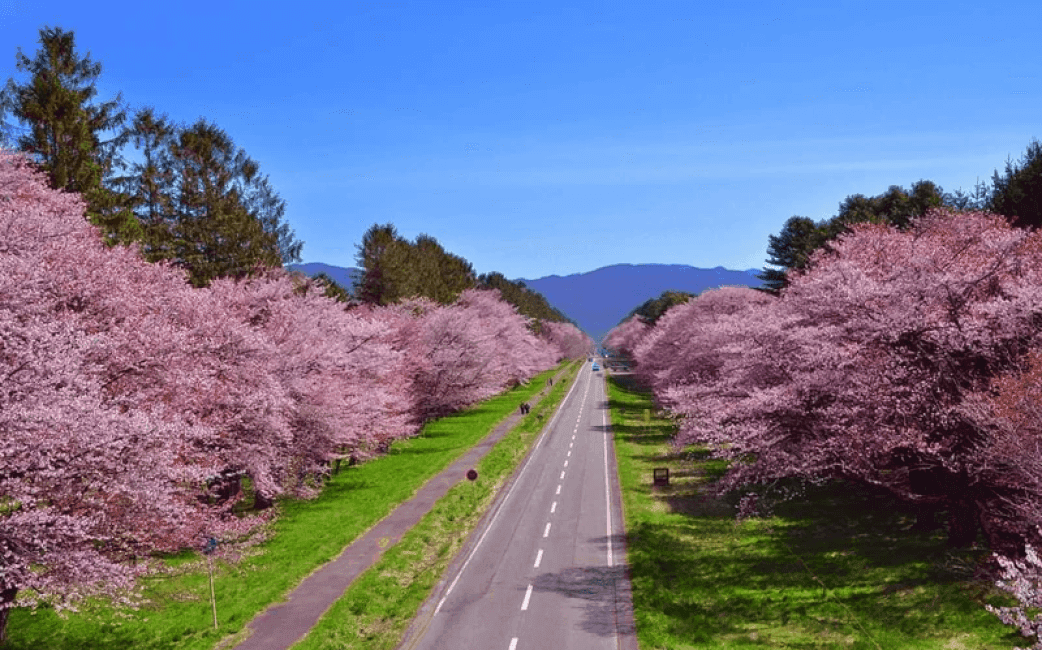 二十間道路櫻木花道