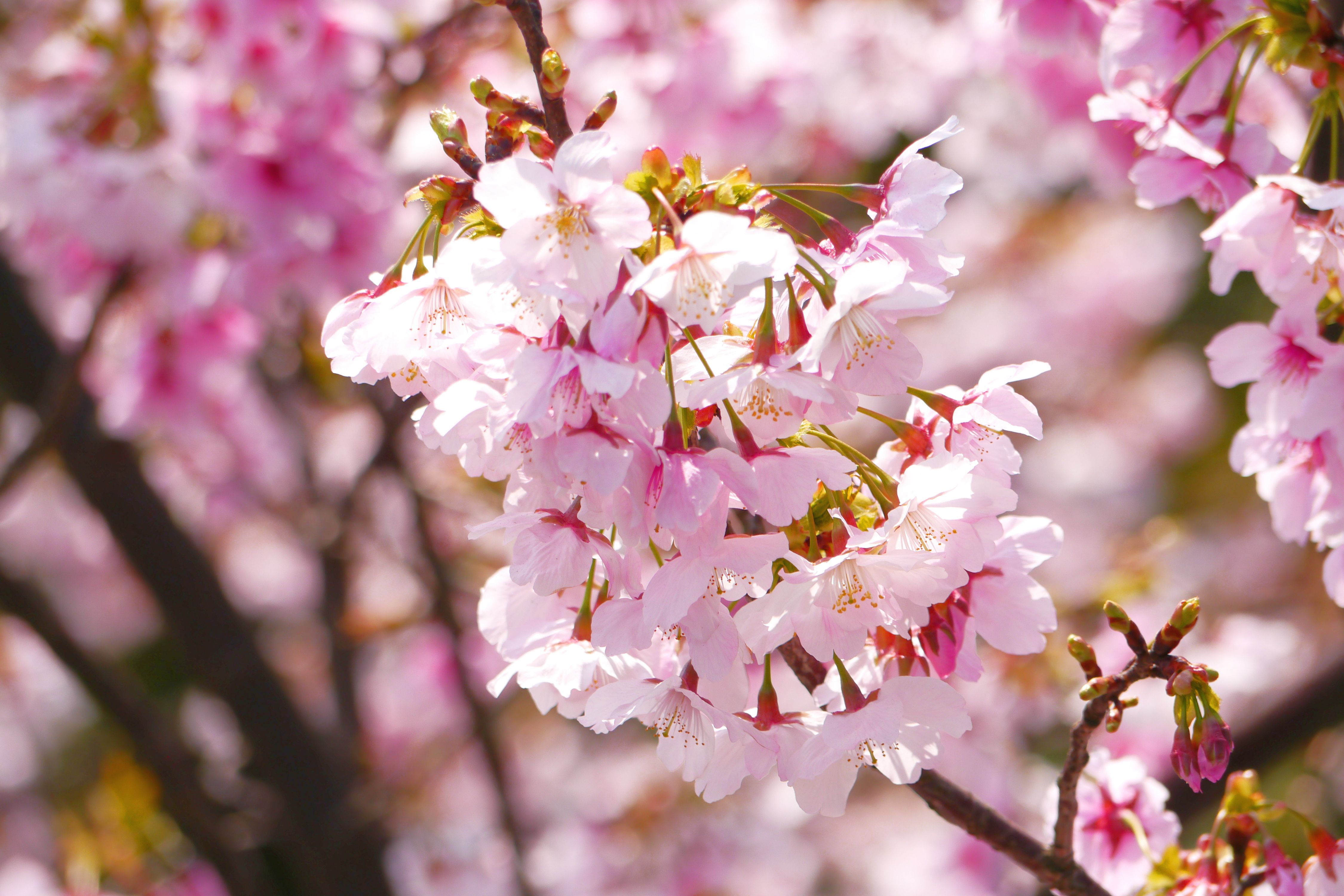 陽明山國家公園