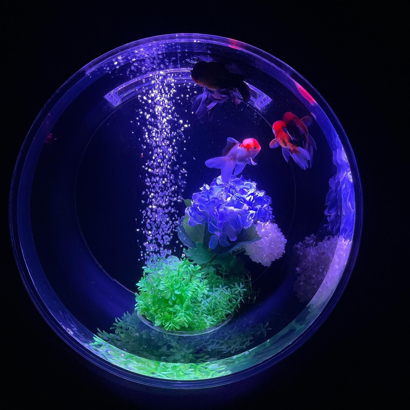 金魚美術館