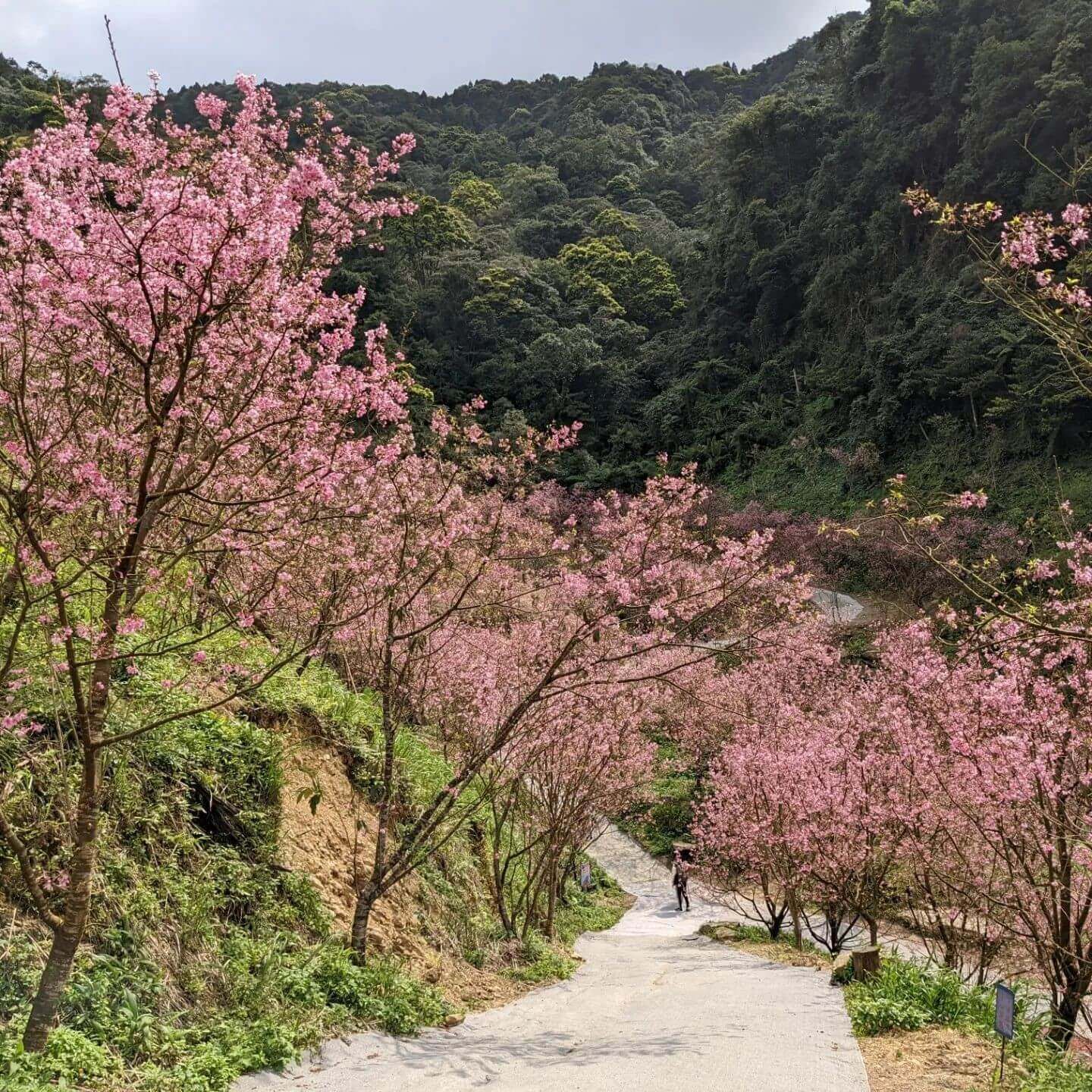 新北三峽大熊櫻花林