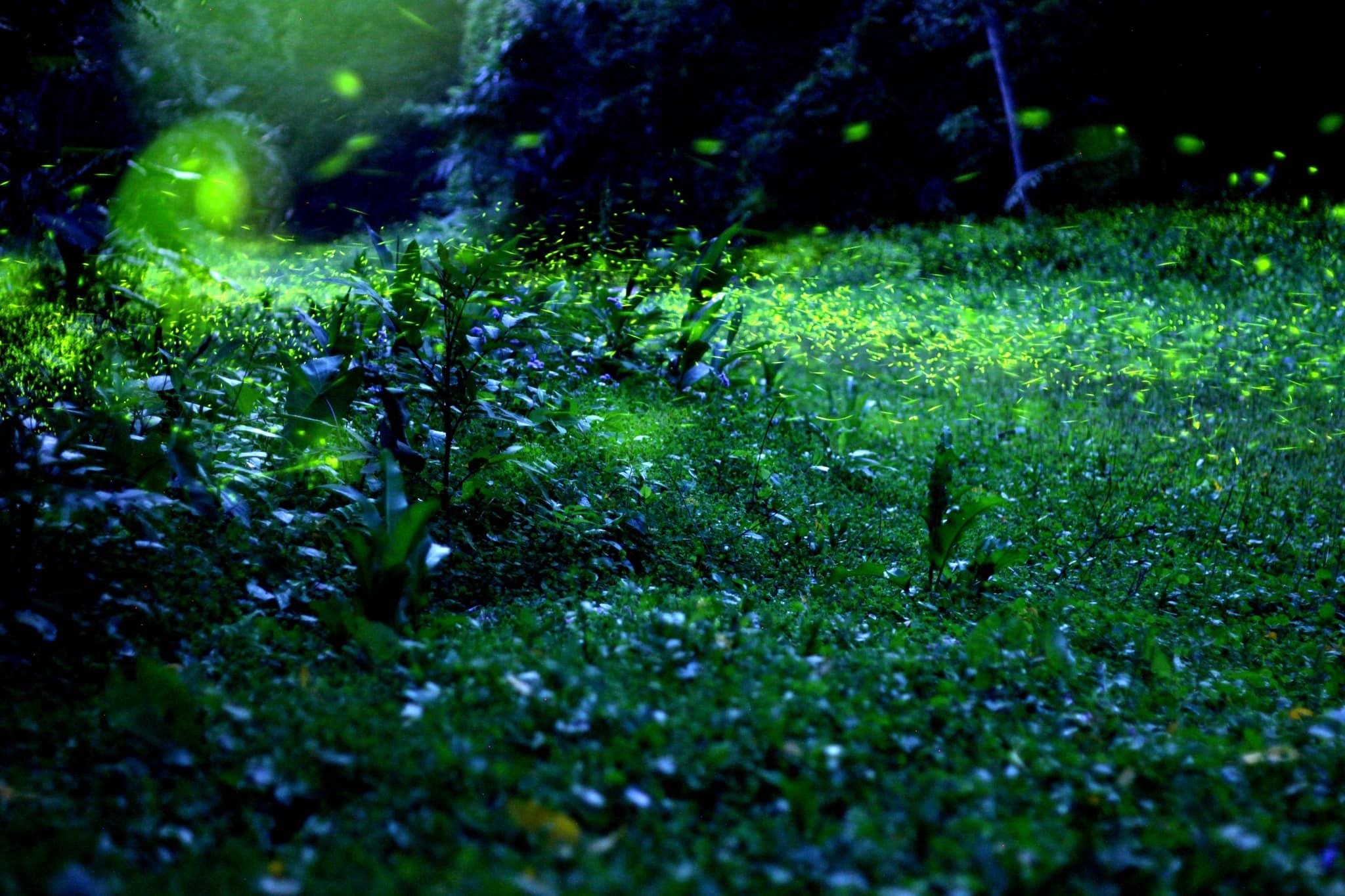 苗栗三義 忘憂谷