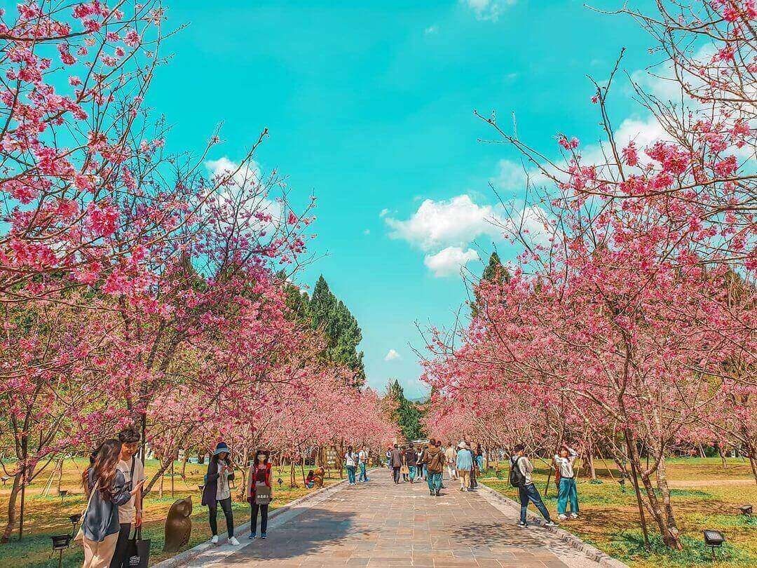 九族櫻花季