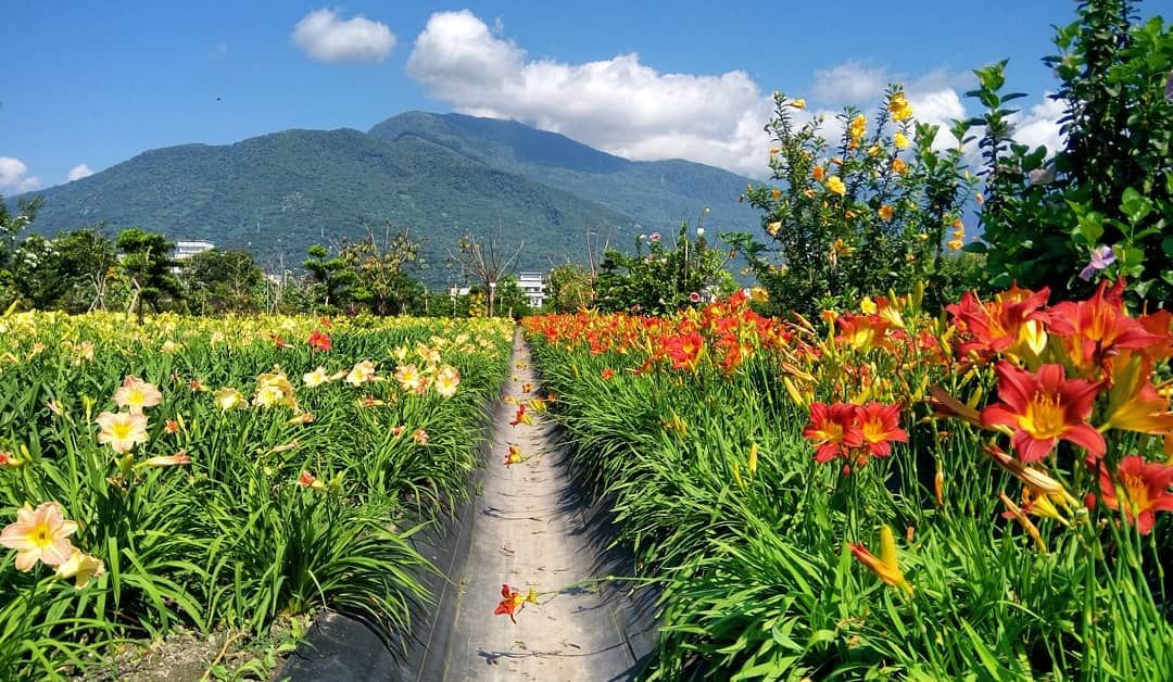 嘉德萱草-金針花園區