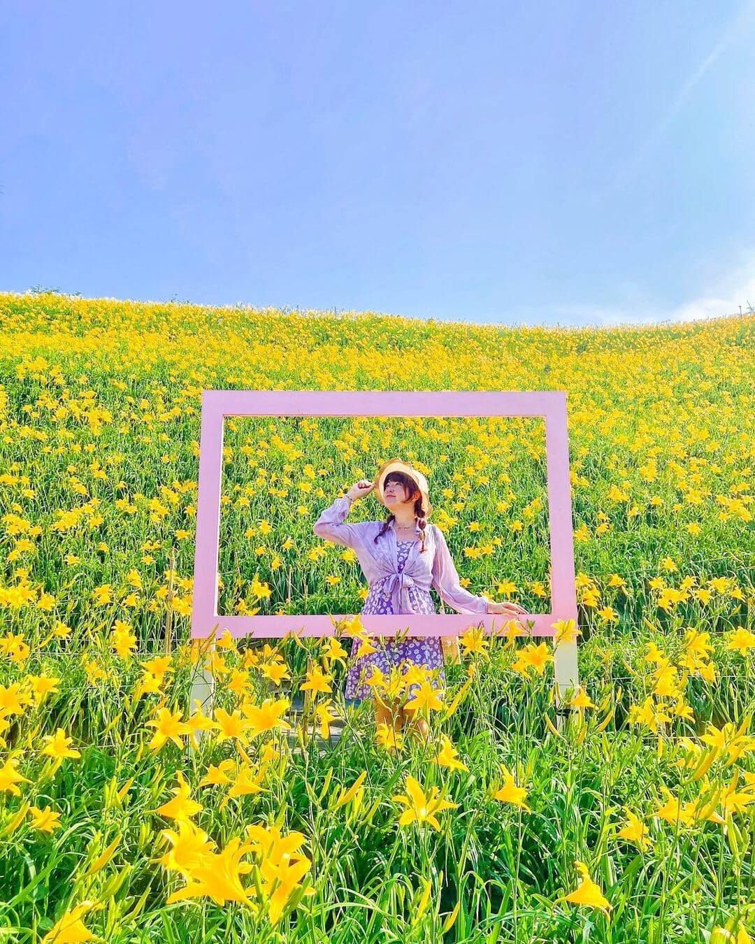 花壇鄉虎山巖金針花園區