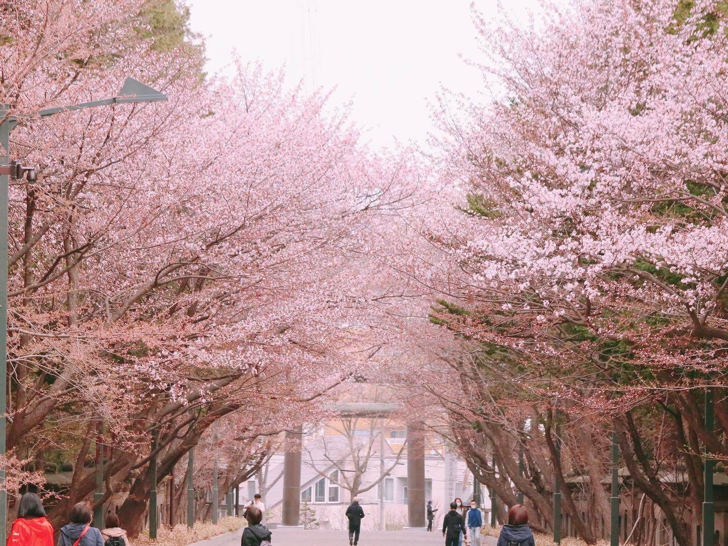北海道神宮&圓山公園